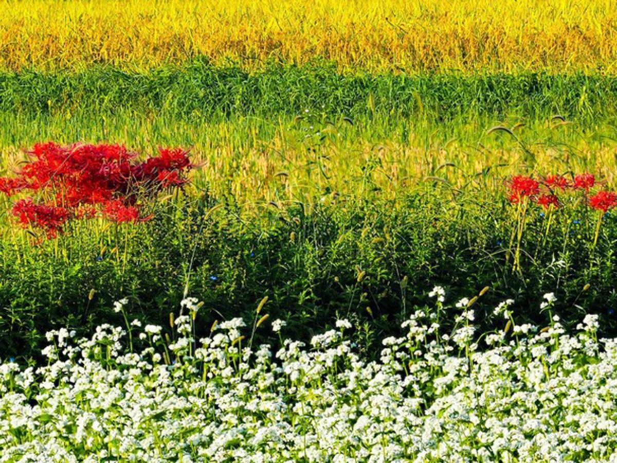 Racine Home Harie Takashima Exteriör bild
